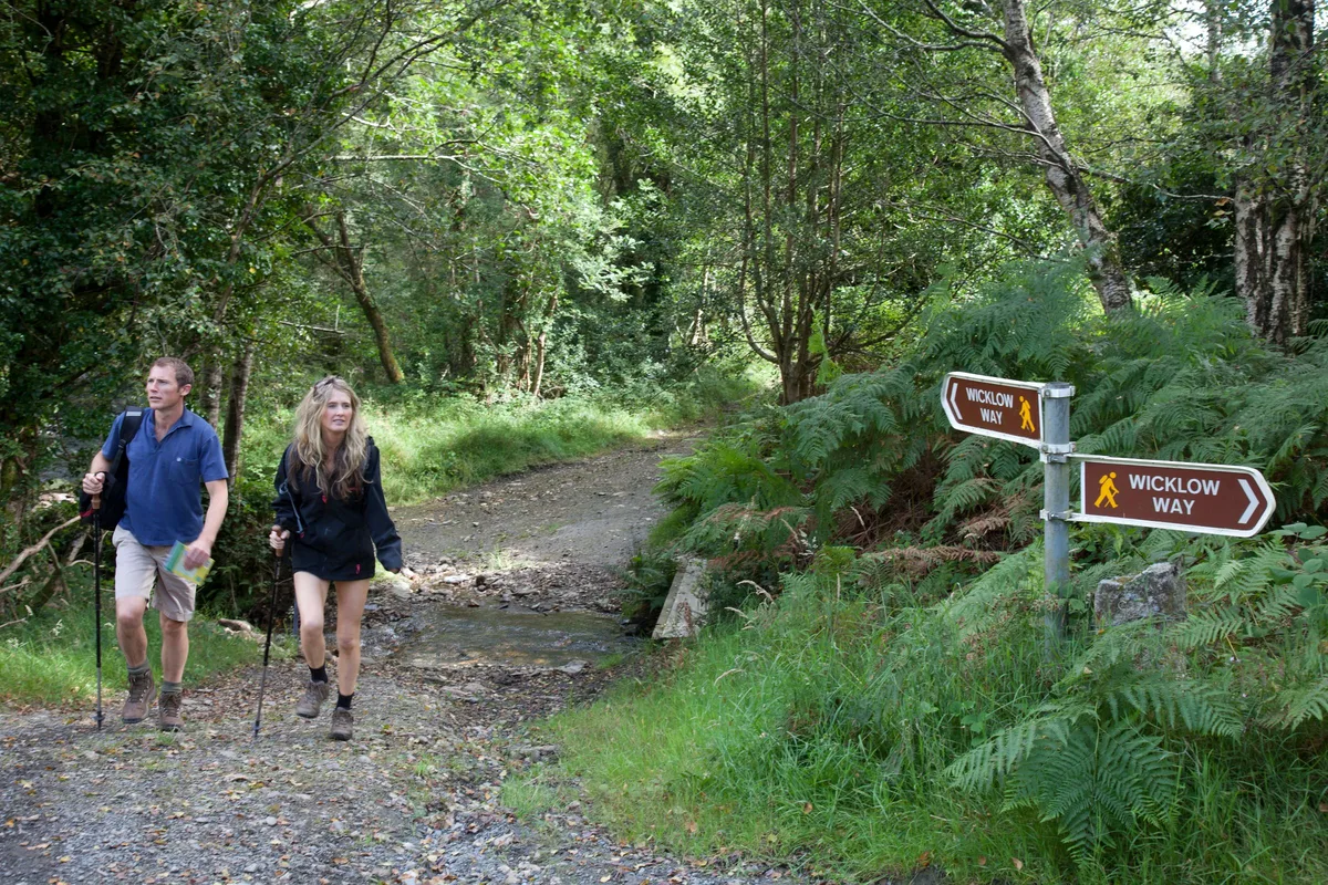 Ballycumber Loop, heather hillside near Tinahely, Co. Wicklow