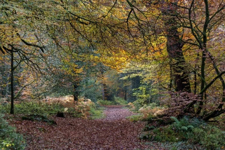 Ancient oak woodland at Tomnafinnoge, near Tinahely, Co. Wicklow